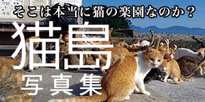 猫島 14人の住民と200匹の猫の島 愛媛・青島 写真集発売 ねこみゅ！